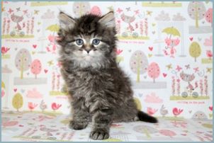 Male Siberian Kitten from Deedlebug Siberians